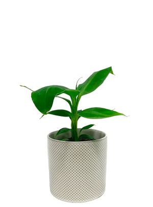 Banana Blood Plant – A Lush Tropical Beauty