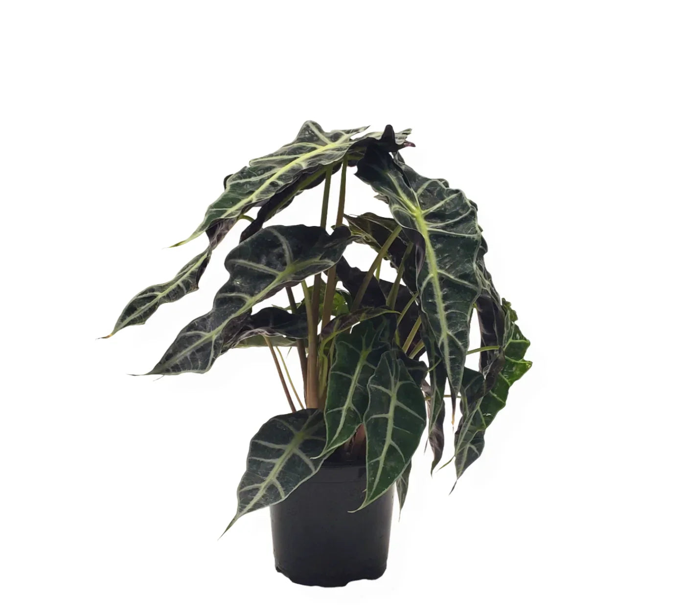 Alocasia Polly – The Stunning African Mask Plant