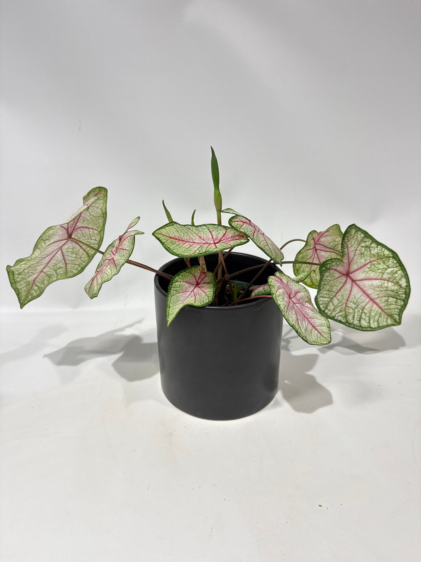 Caladium Summer Breeze