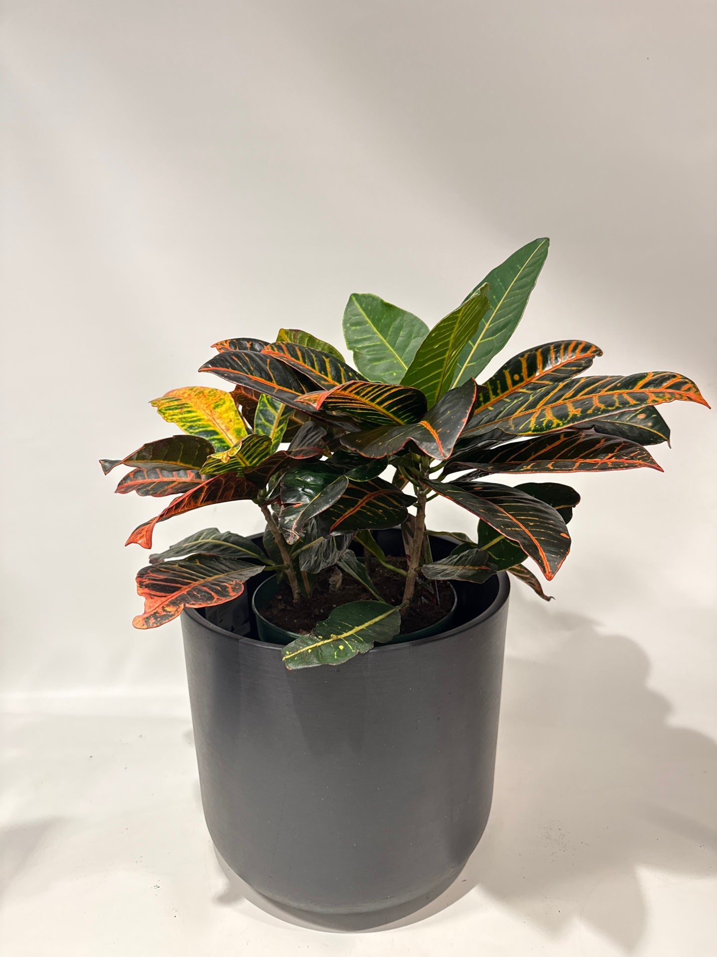 Croton