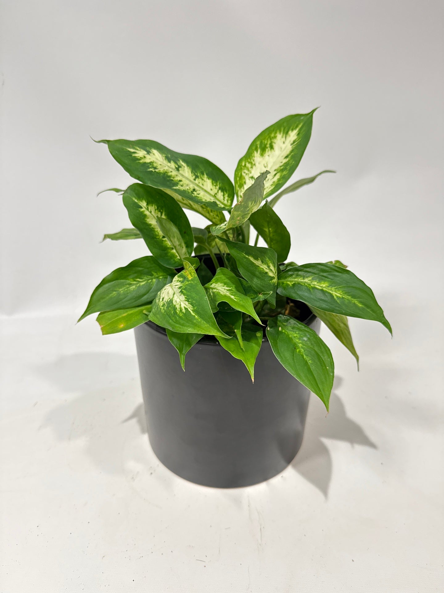 Dieffenbachia
