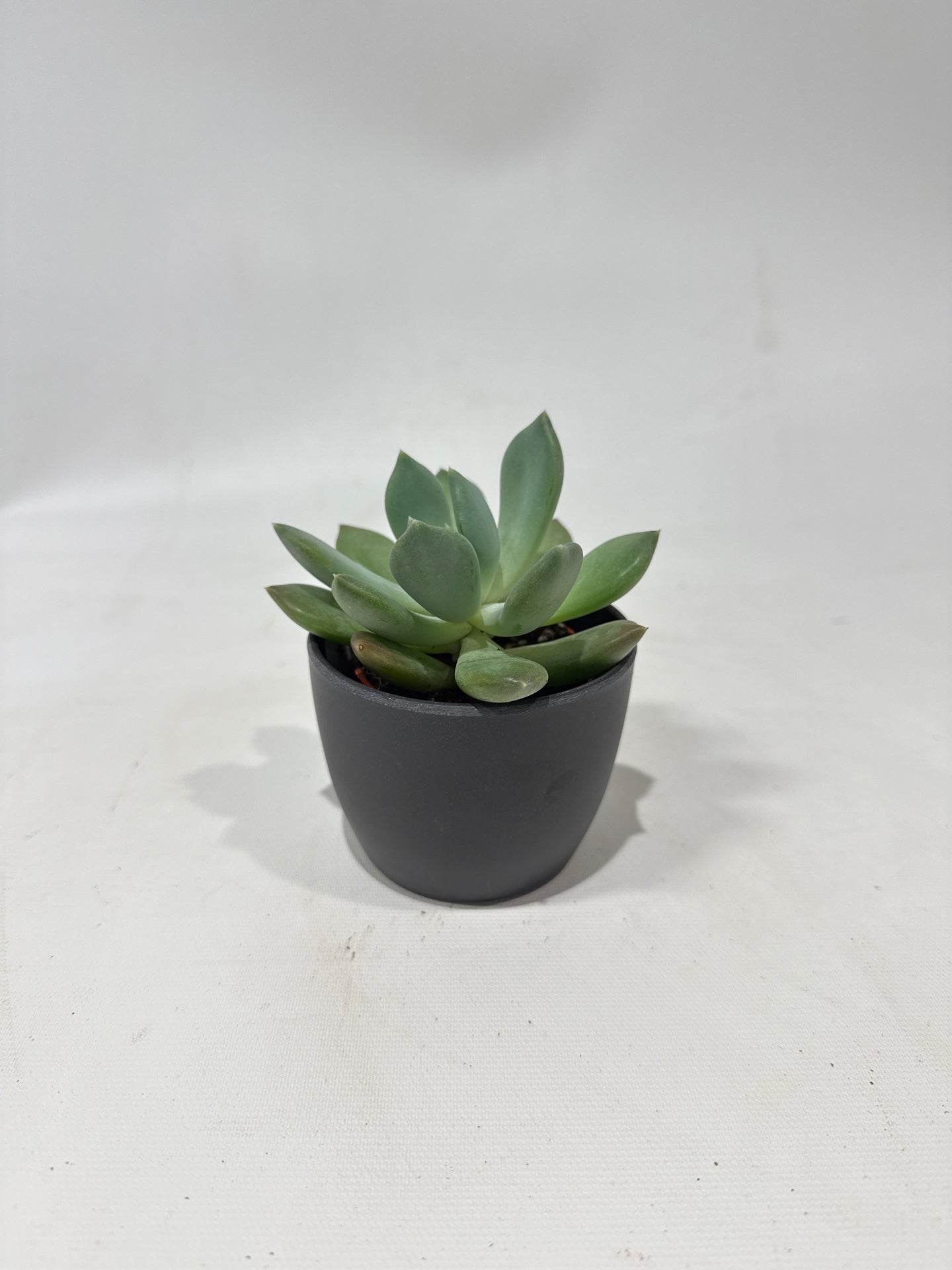 Echeveria Succulent