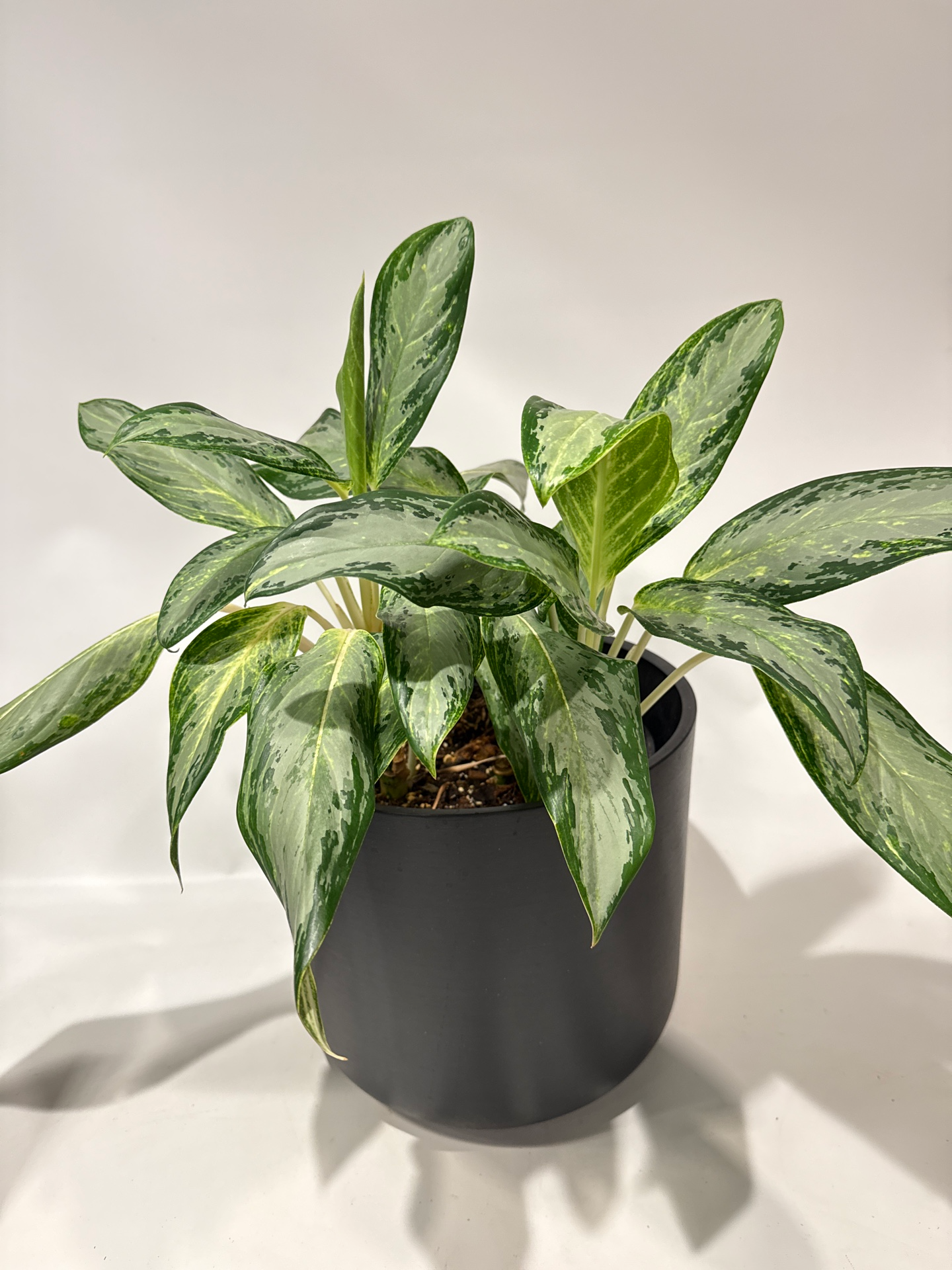 Eglaonema Chinese Evergreen