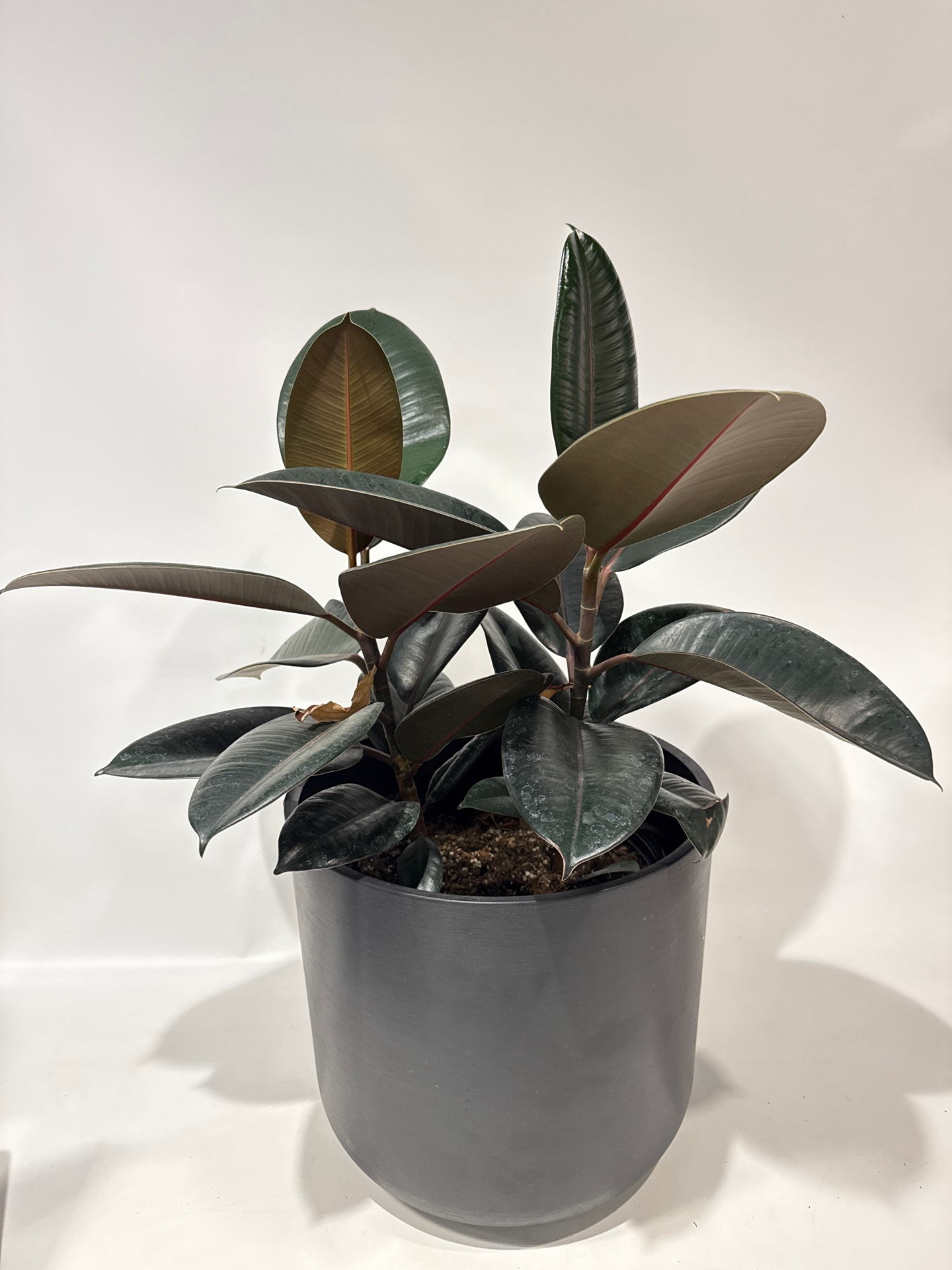 Ficus Burgundy Plant