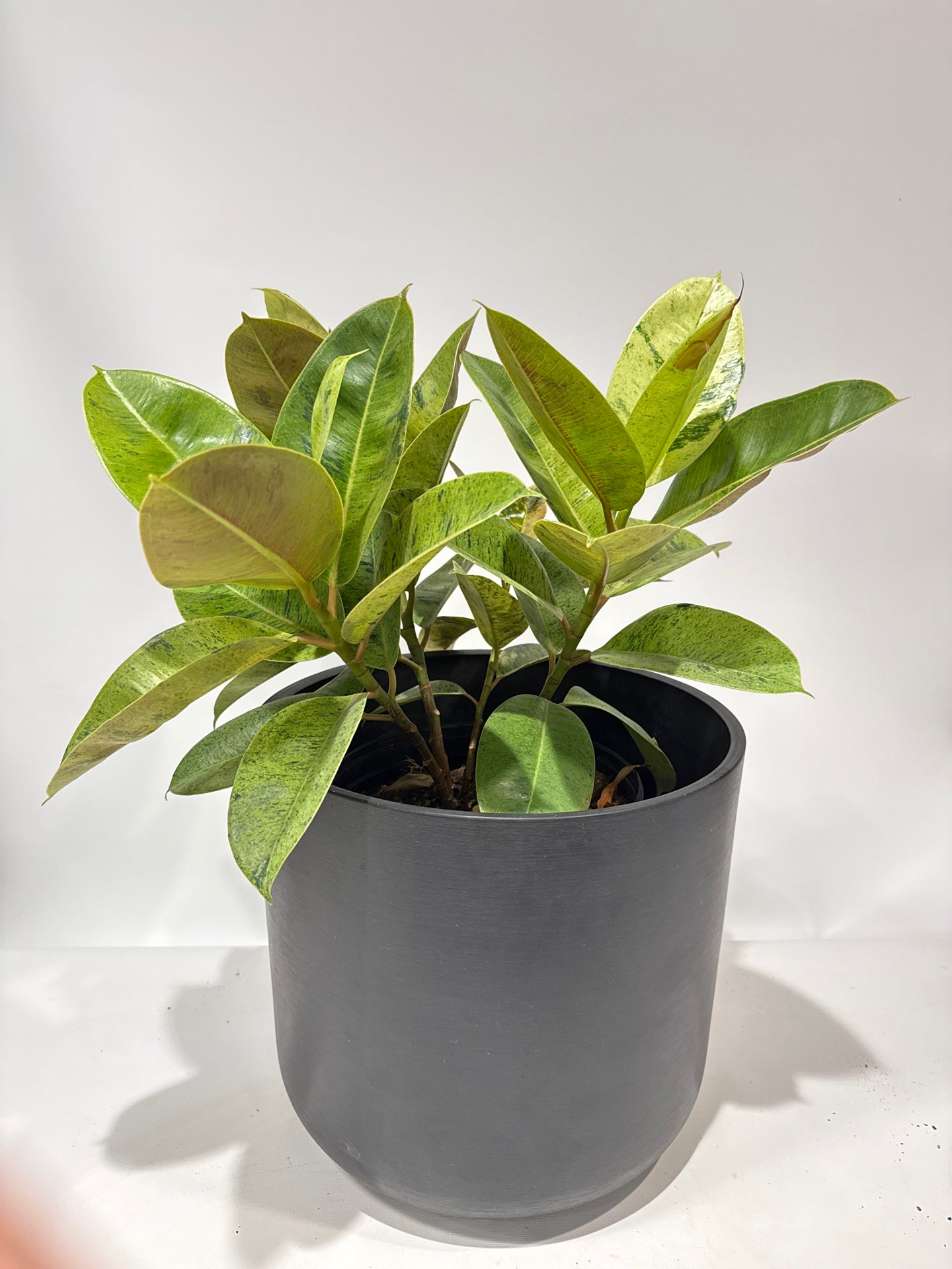 Ficus Moonshine