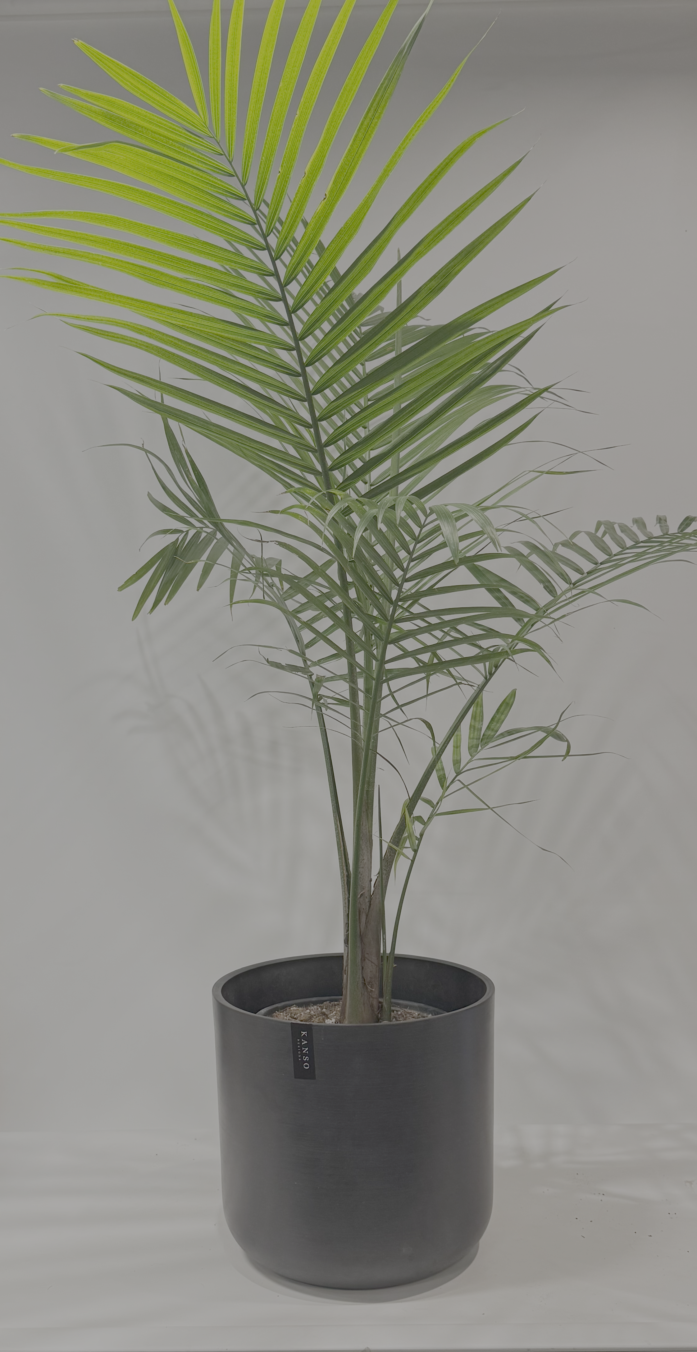 Majesty Palm