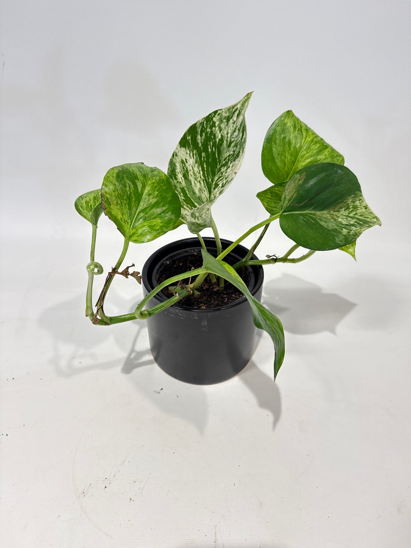 Marble Queen Pothos