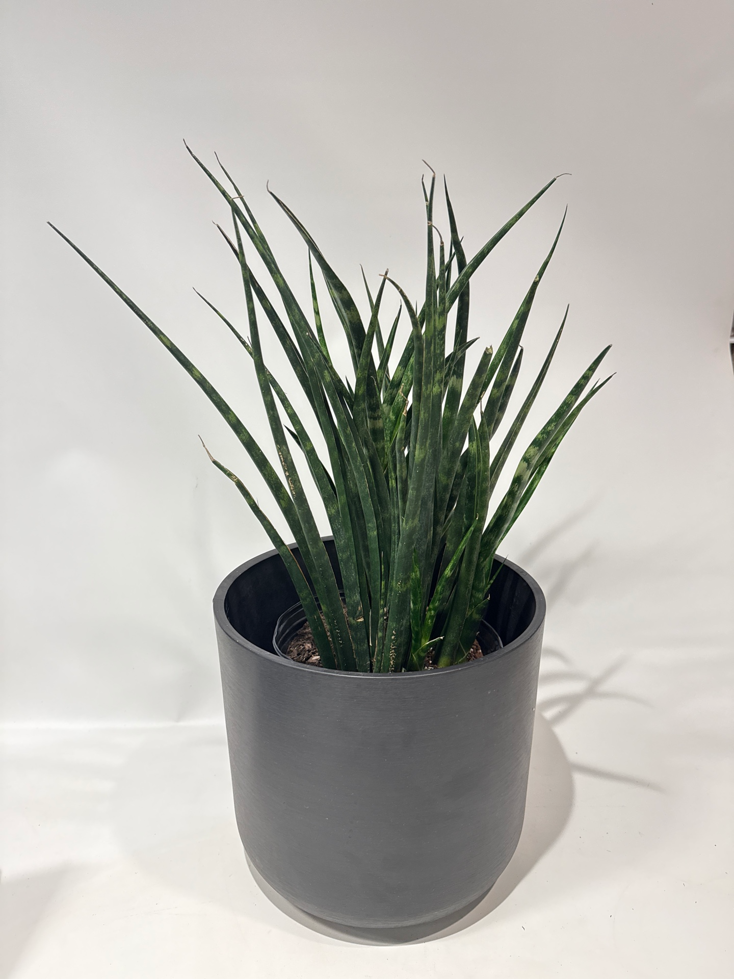 Mikado Snake Plant