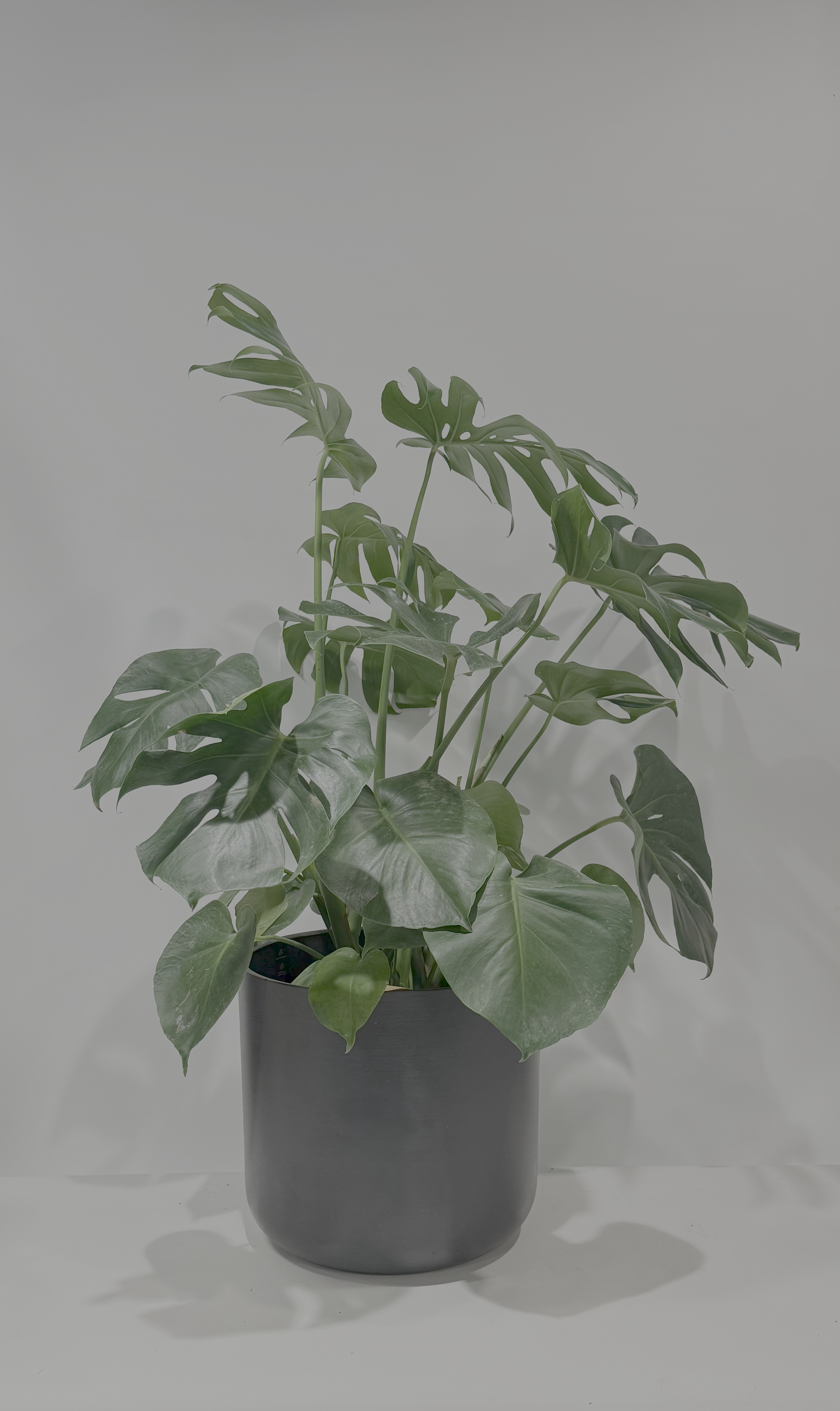 Monstera Deliciosa Split Leaf
