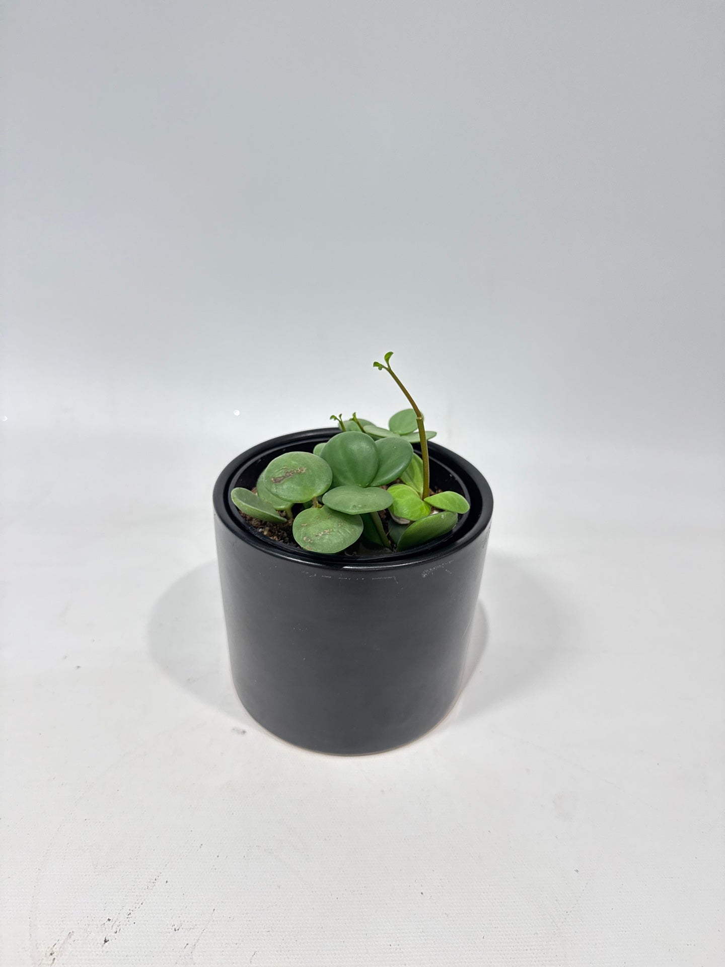 Peperomia Hope