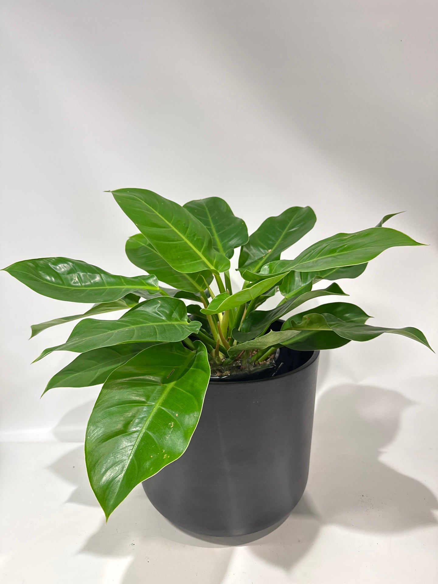 Philadendron Moonlight