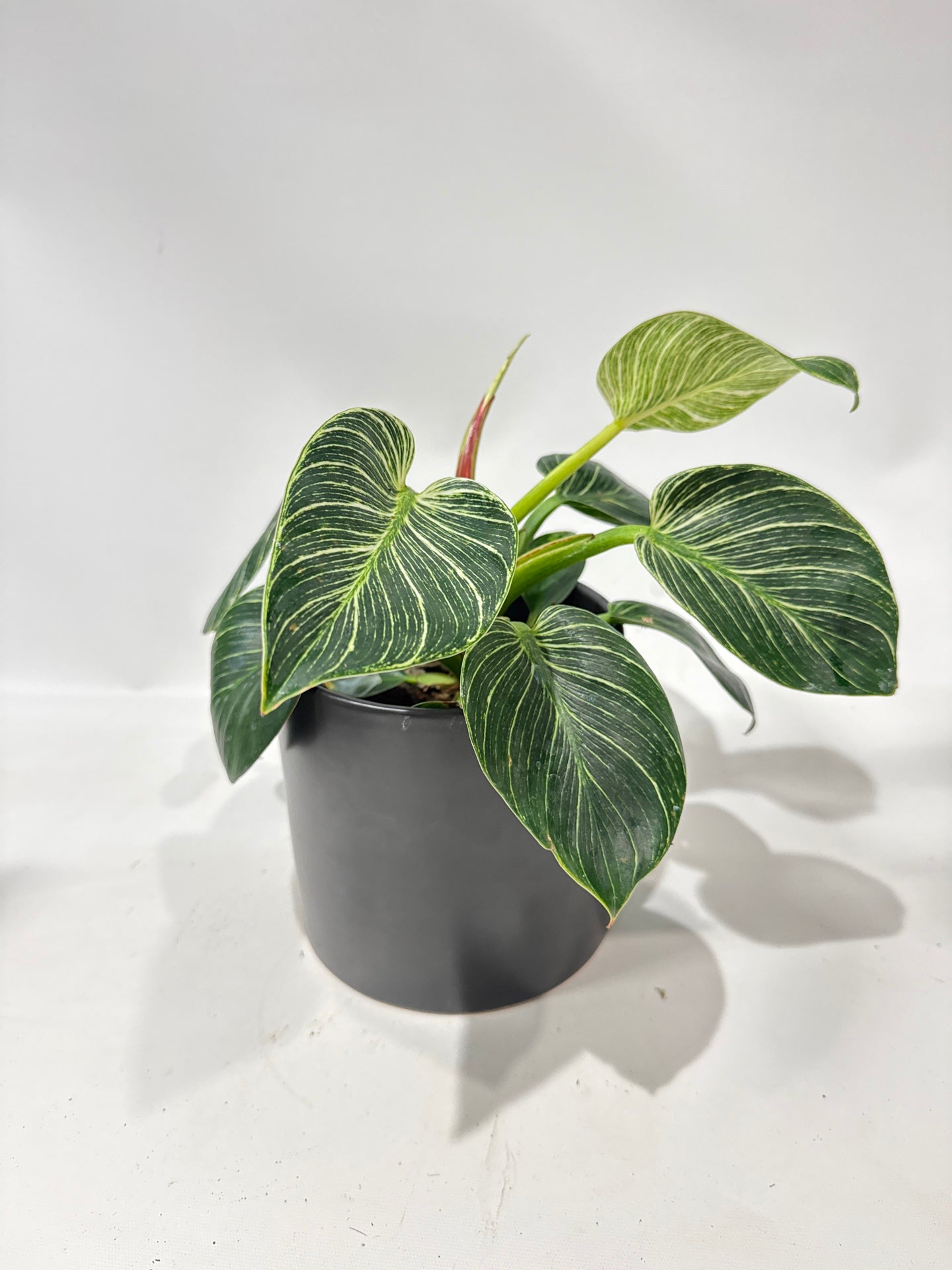 Philodendron Birkin