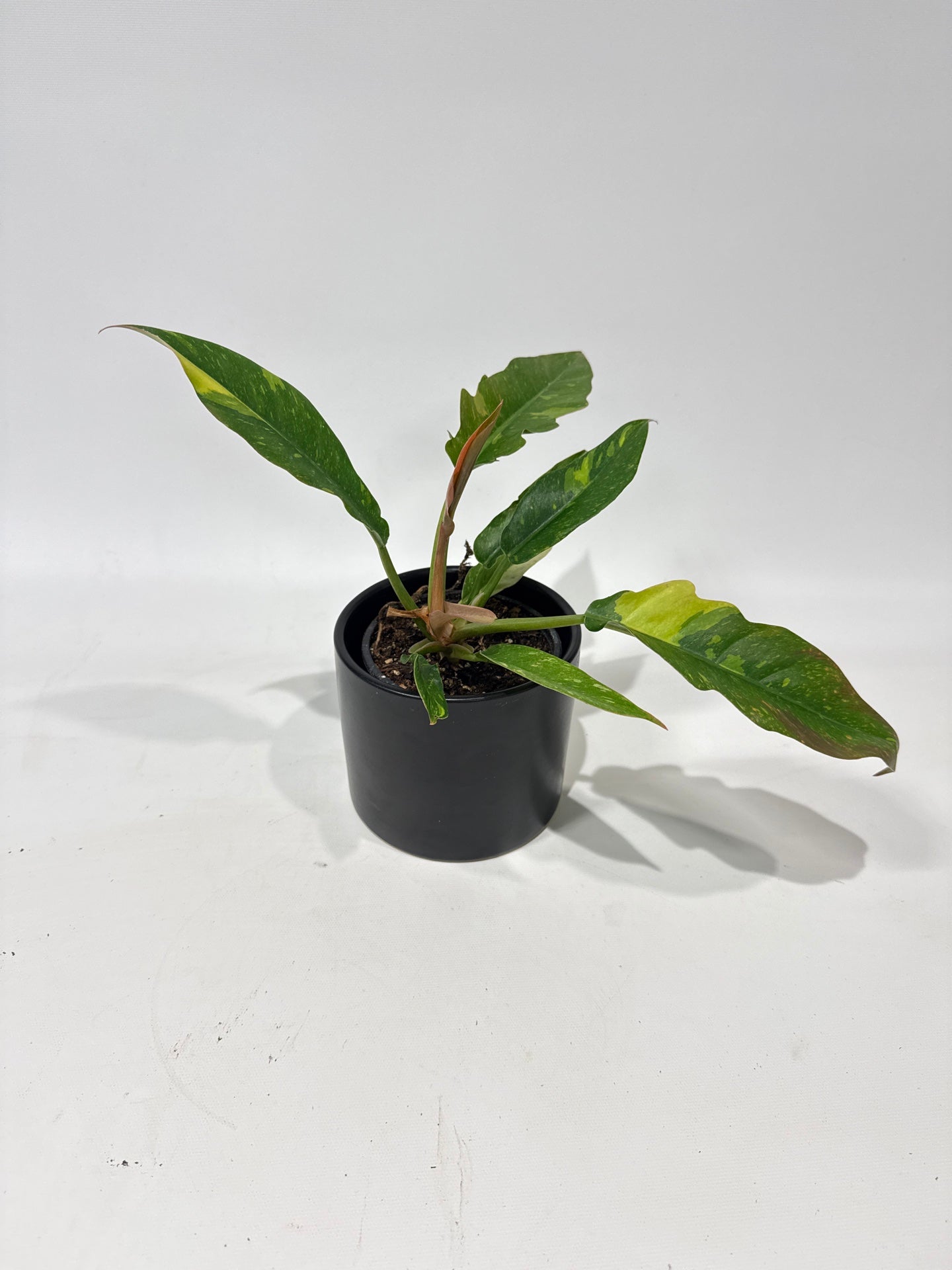 Philodendron Ring of Fire