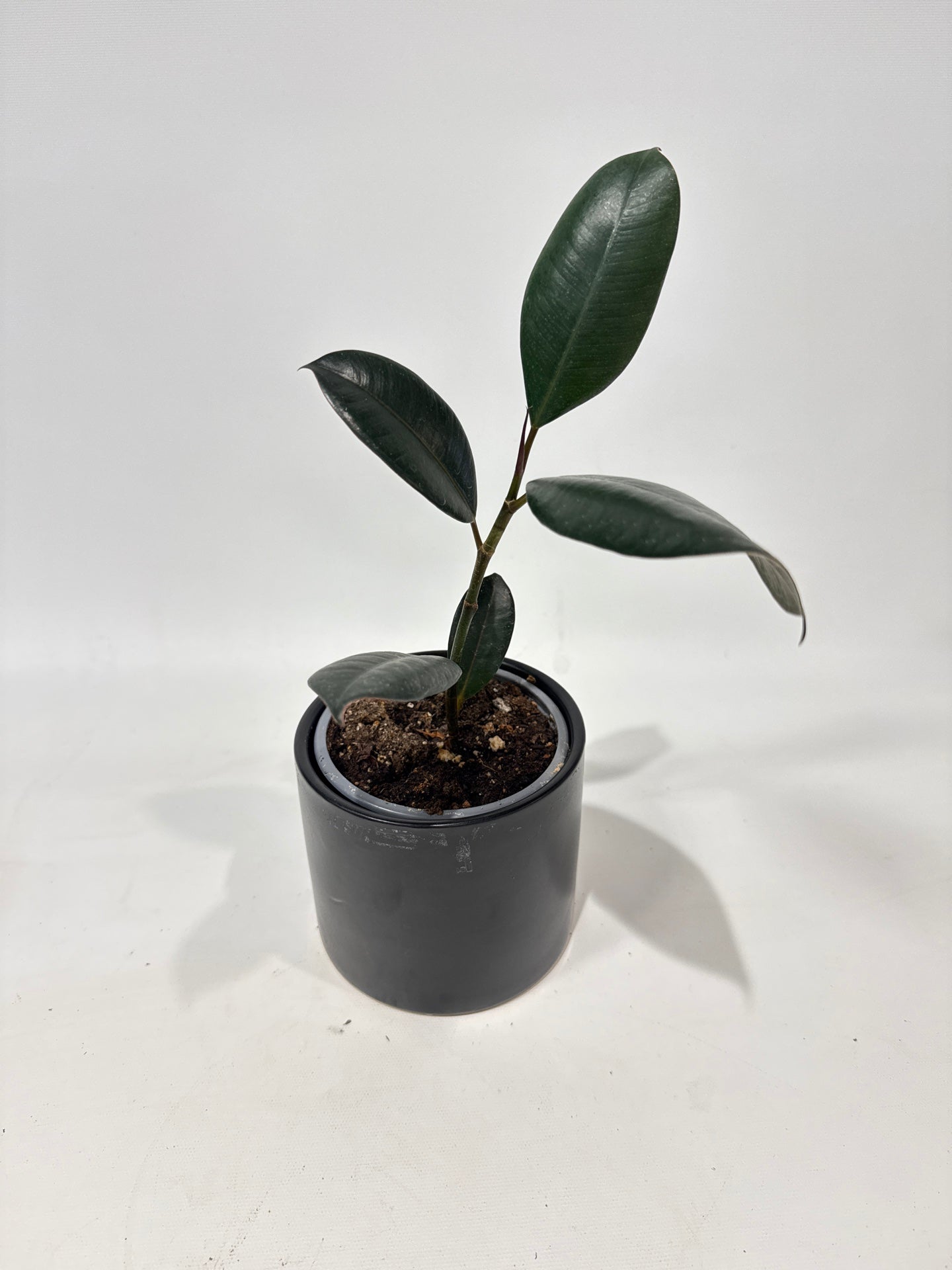 Rubber Plant Burgundy