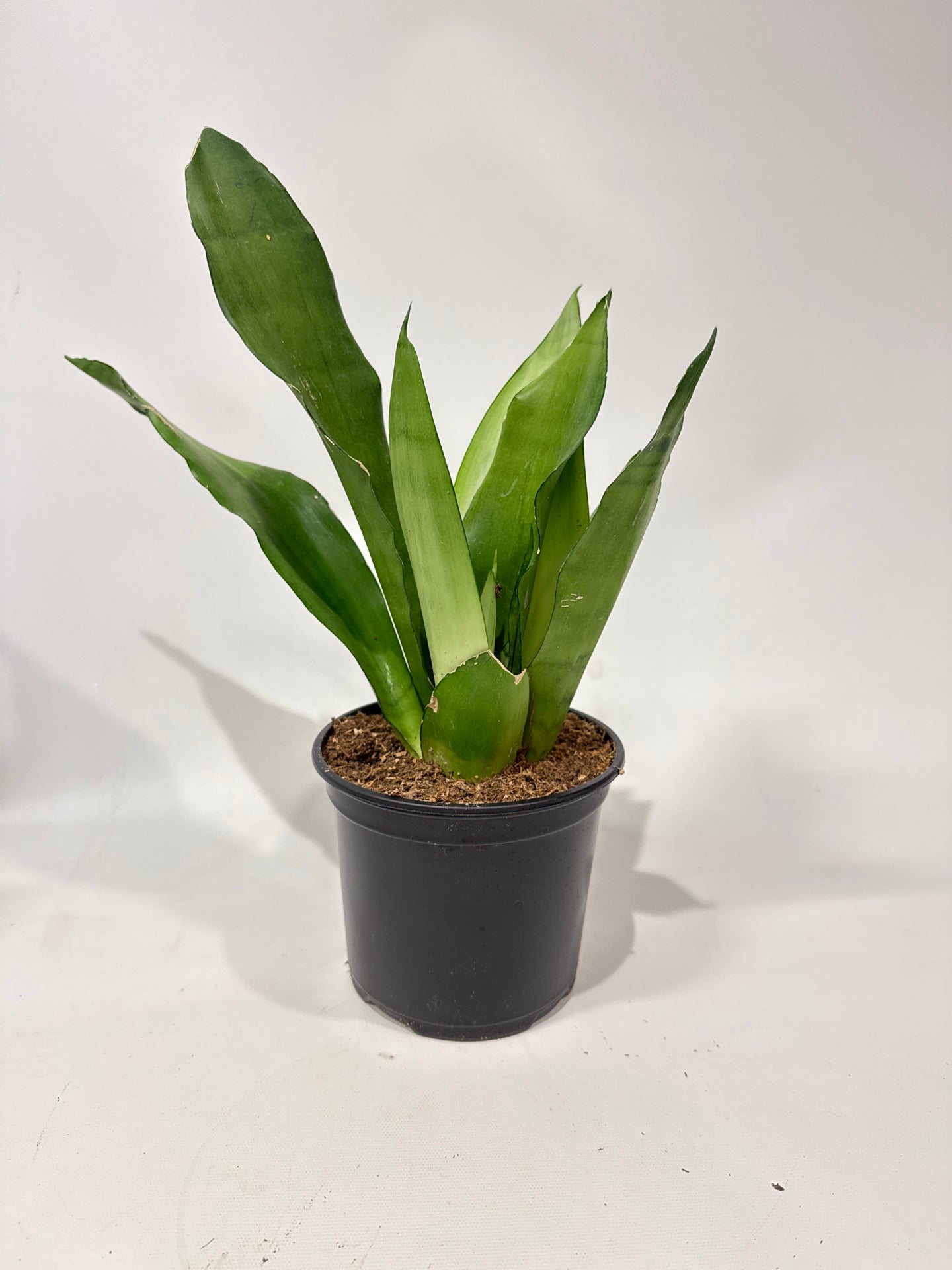 Sanseviera Snake Plant