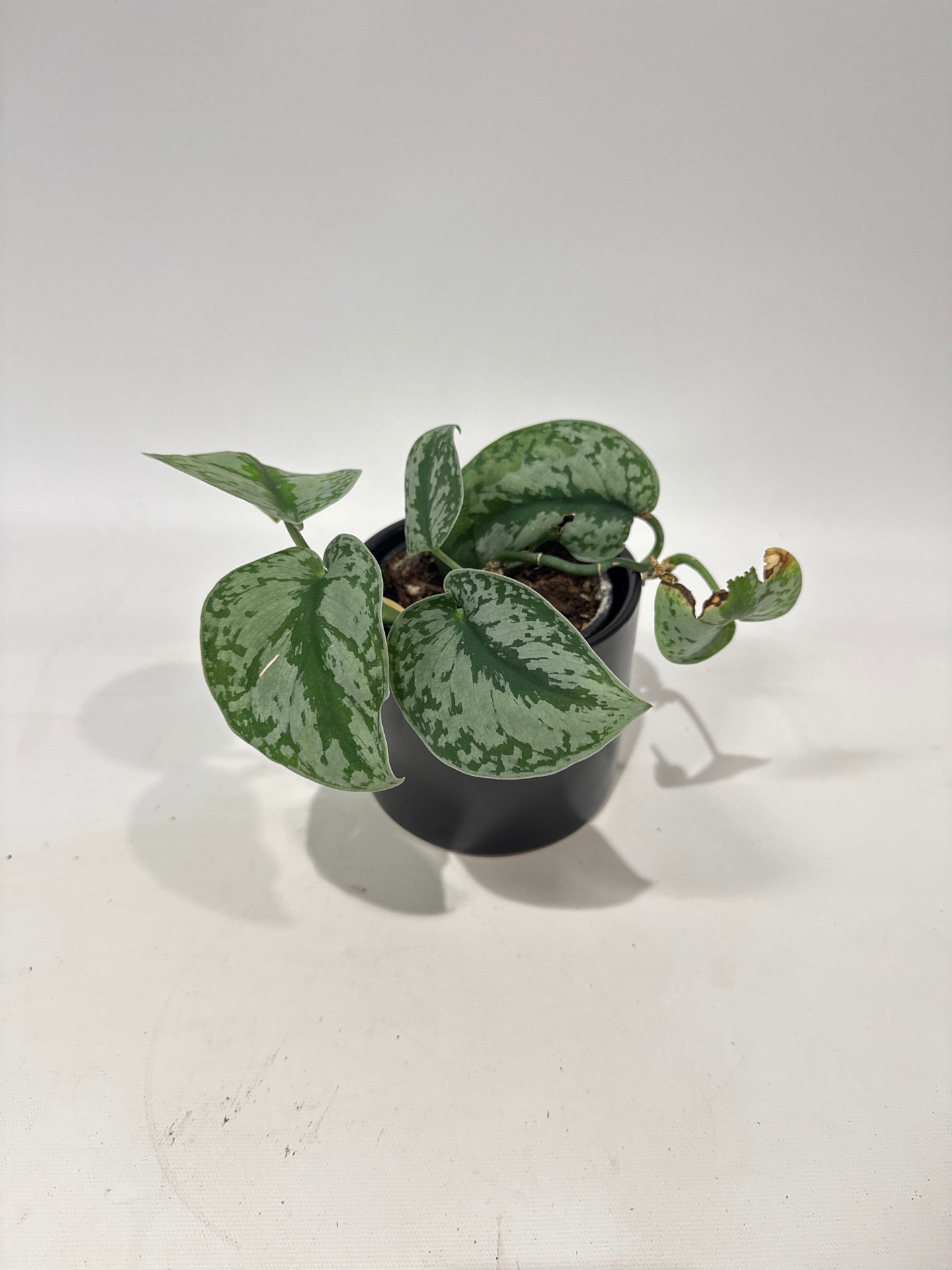 Satin Pothos
