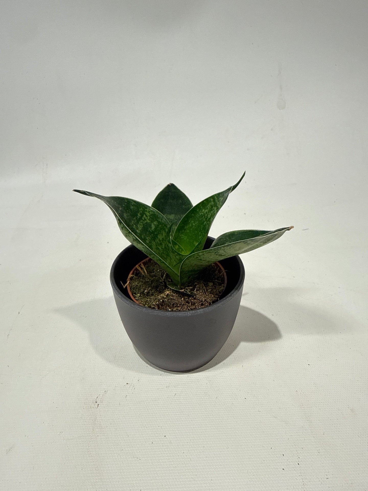 Sanseviera Snake Plant