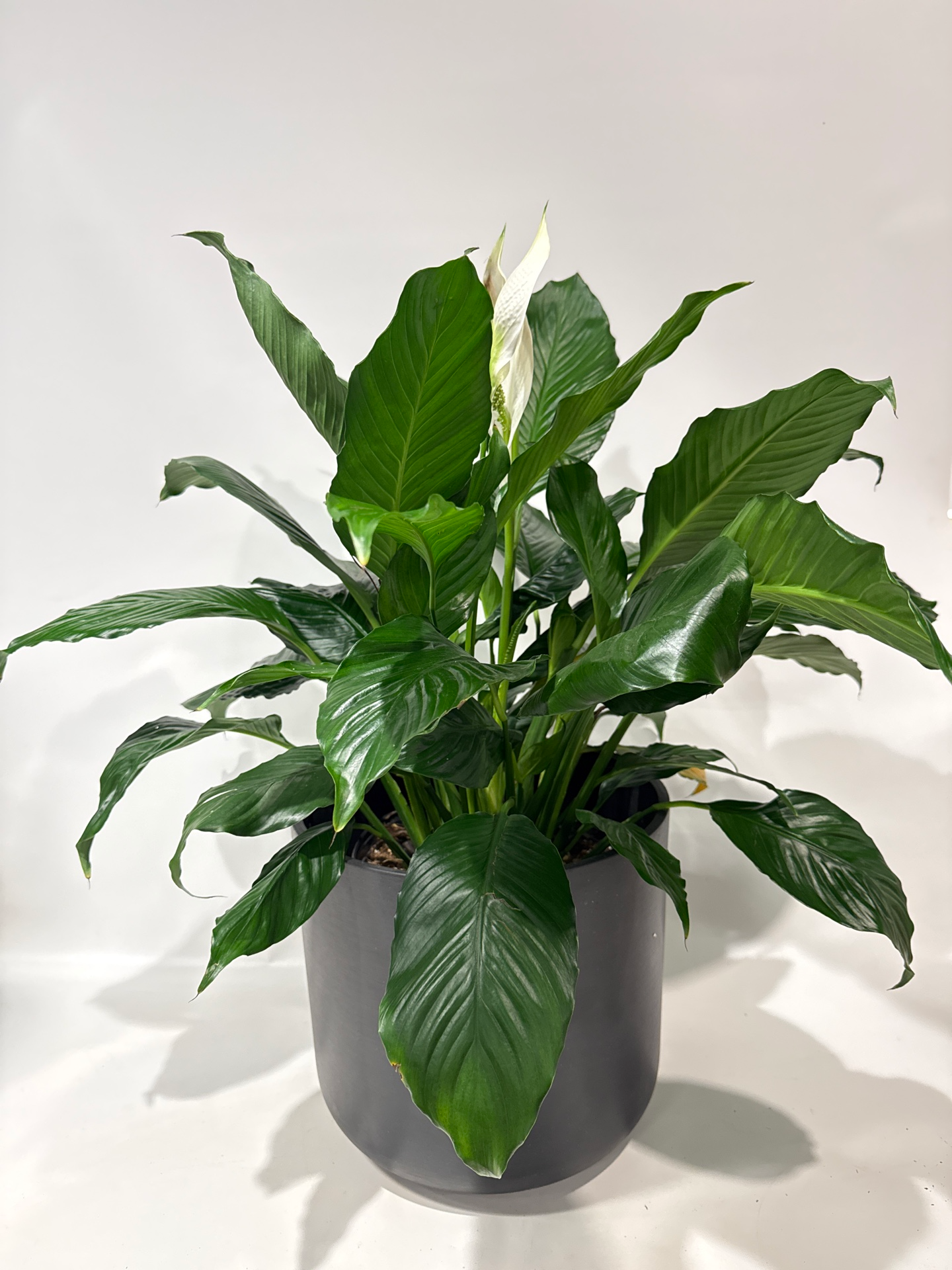 Spathiphyllum Peace Lily