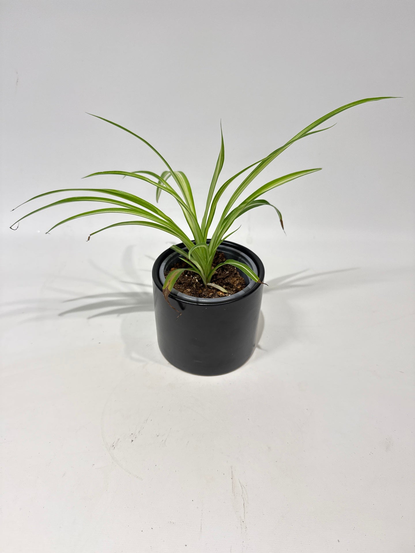 Spyder Plant