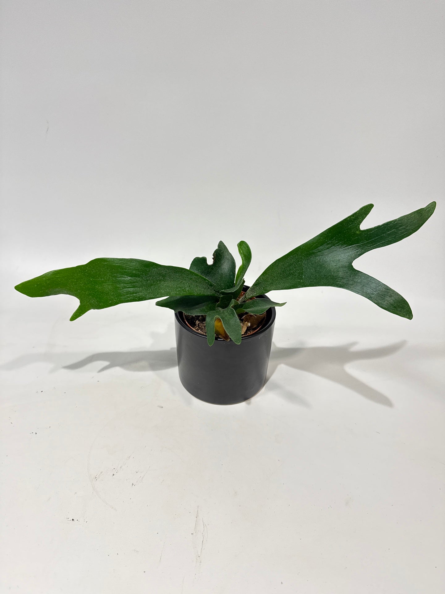 Staghorn Fern