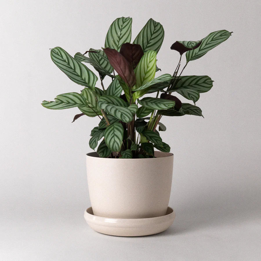 Natural Upcycled Mini Planter